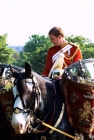 Picture of drummer of the  household cavalry riding the shire drum horse