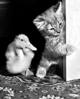 Picture of Duckling and Kitten out for adventure