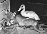 Picture of duckling resting on fox
