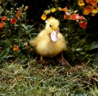 Picture of duckling surrounded by flowers in garden