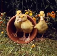 Picture of duckling surrounded by flowers and plant pot in garden