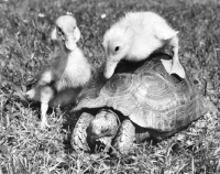 Picture of Ducklings with a Tortoise