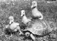 Picture of Ducklings with a Tortoise