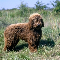 Picture of duel au soleil marccages du prince,  barbet