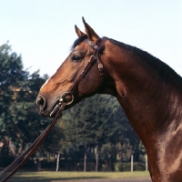 Picture of duft 11,  Hanoverian stallion, head study at celle 