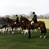 Picture of duke of beaufort's hunt, huntsmen and foxhounds