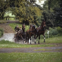 Picture of Duke of Edinburgh carriage driving competition,  Cleveland Bays