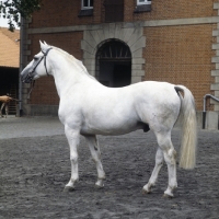 Picture of Duktus Hanoverian stallion at Celle