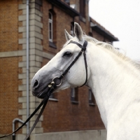 Picture of Duktus head and shoulders of Hanoverian at Celle