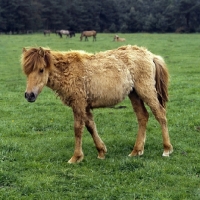 Picture of Dulmen foal in winter coat
