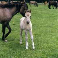 Picture of Dulmen foal walking with mare behind front view 