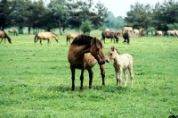 Picture of dulmen mare and foal at meerfelder bruch