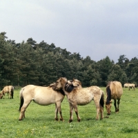 Picture of Dulmen mare and foal mutual grooming at Meerfelder Bruch