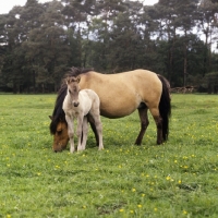 Picture of Dulmen mare and foal