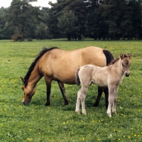 Picture of Dulmen mare grazing with her foal full body  