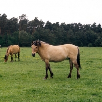 Picture of Dulmen mare in forest clearing 