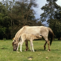 Picture of Dulmen mare ith foal suckling full body 