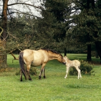 Picture of Dulmen mare nuzzling her foal  