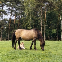 Picture of Dulmen mare with foal lying down