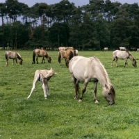 Picture of Dulmen mare with foal nibbling an itch