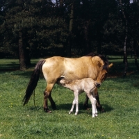 Picture of Dulmen mare with foal suckling full body 
