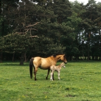 Picture of Dulmen mare with foal