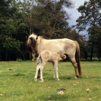 Picture of Dulmen mare with her foal suckling  