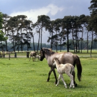 Picture of Dulmen mare with her foal 