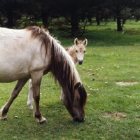 Picture of Dulmen mare with perky foal looking out