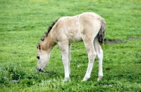 Picture of dulmen pony foal in merfelder bruch