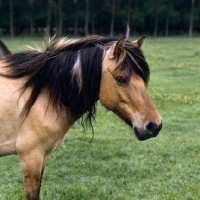 Picture of Dulmen pony head and shoulders 