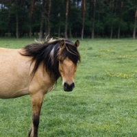 Picture of Dulmen pony looking at camera