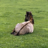 Picture of Dulmen pony lying showing dorsal stripe