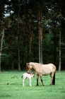 Picture of dulmen pony mare and foal in merfelder bruch