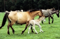 Picture of dulmen pony mare and foal walking with herd