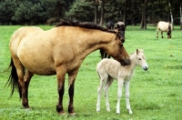 Picture of dulmen pony mare nuzzling her foal