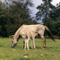 Picture of Dulmen pony with foal suckling full body 
