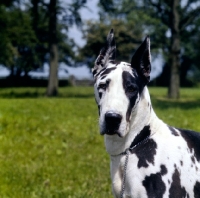 Picture of dunja vom reidstern, harlequin   great dane with cropped ears portrait