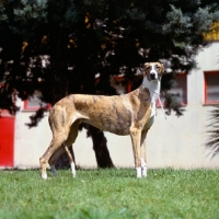 Picture of duquesa, spanish galgo standing on grass