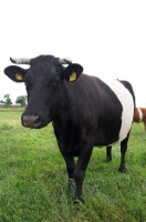 Picture of Dutch Belted cow (aka Lakenvelder)