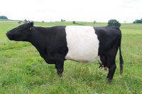 Picture of Dutch Belted cow (aka Lakenvelder), side view