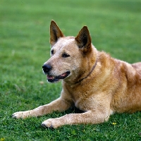 Picture of dutch ch formakin boomer, australian cattle dog watching