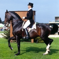 Picture of Dutch Courage, Jennie Loriston-Clarke's famous Dutch warm blood at Goodwood, Winner National Dressage Championships 6 times