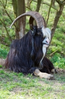 Picture of Dutch Landrace goat (aka nederlandse landgeit), billy, lying down