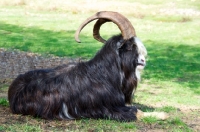 Picture of Dutch Landrace goat (aka nederlandse landgeit), lying down