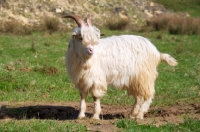 Picture of Dutch Landrace goat (aka nederlandse landgeit)