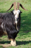 Picture of Dutch Landrace goat (aka nederlandse landgeit) looking at camera