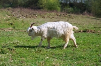 Picture of Dutch Landrace goat (aka nederlandse landgeit) walking