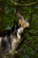 Picture of Dutch landrace portrait