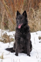 Picture of Dutch Longhaired Shpeherd Dog in snow